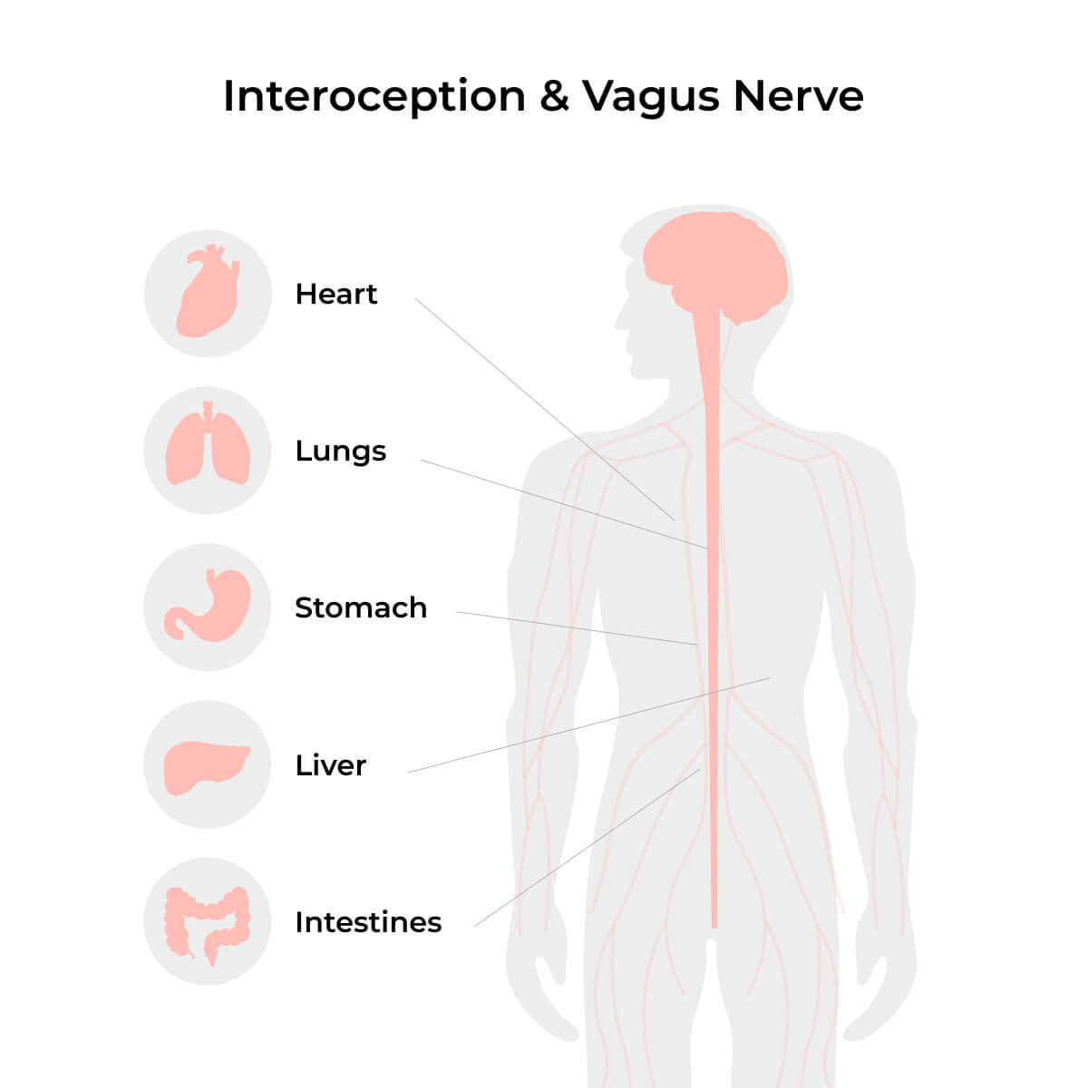 From Body to Resilience: The Vagus Nerve's Role in Emotional Well-Being - Insights from a Groundbreaking Review in Biological Psychiatry