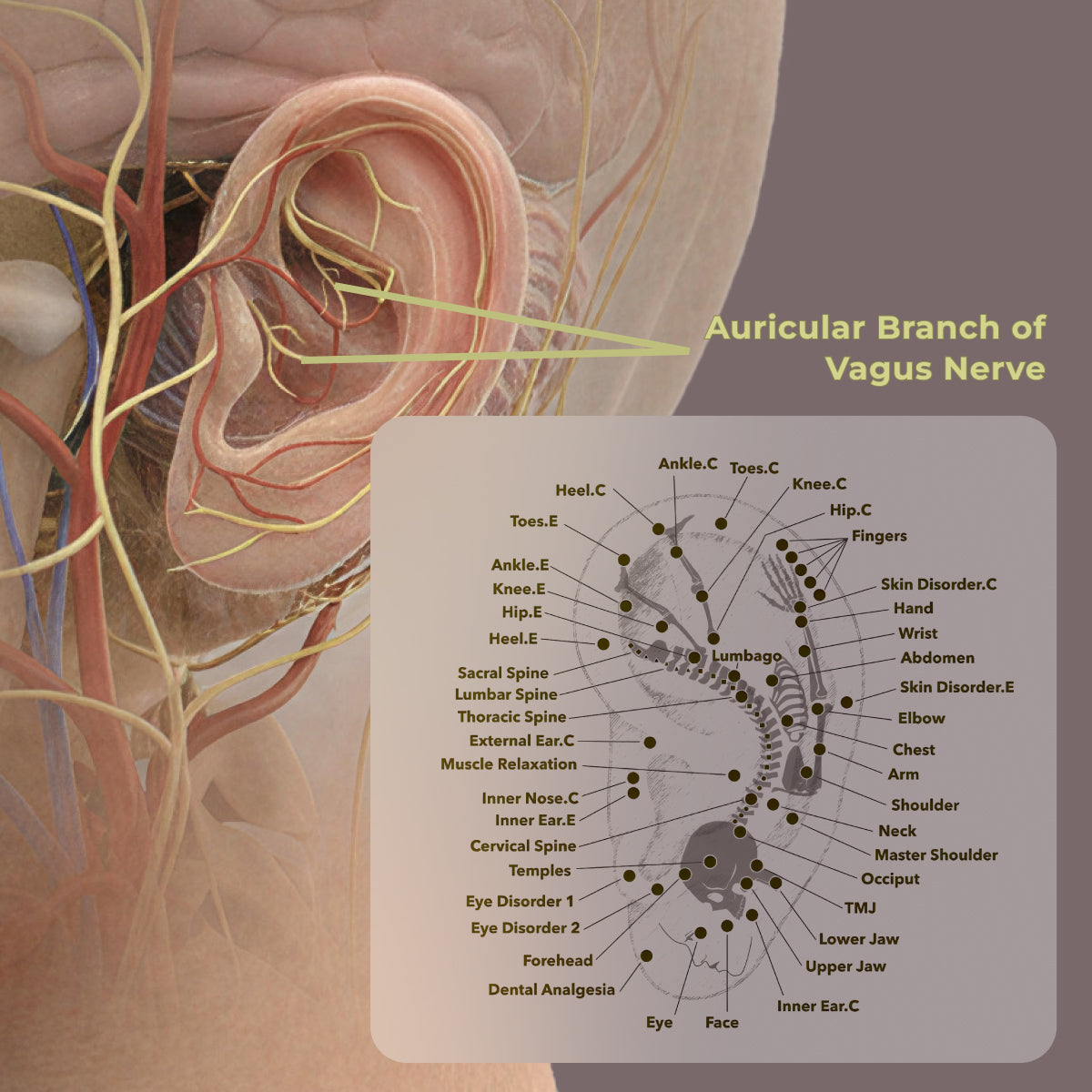 At ZenoWell: How ancient ear acupuncture and modern neuroscience amazingly converge