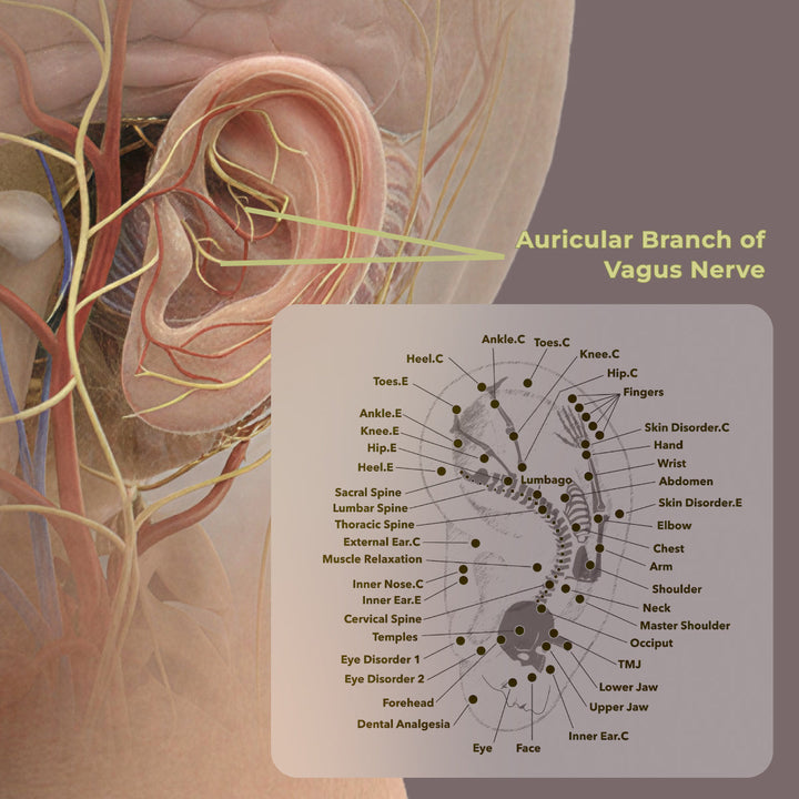 At ZenoWell: How ancient ear acupuncture and modern neuroscience amazingly converge