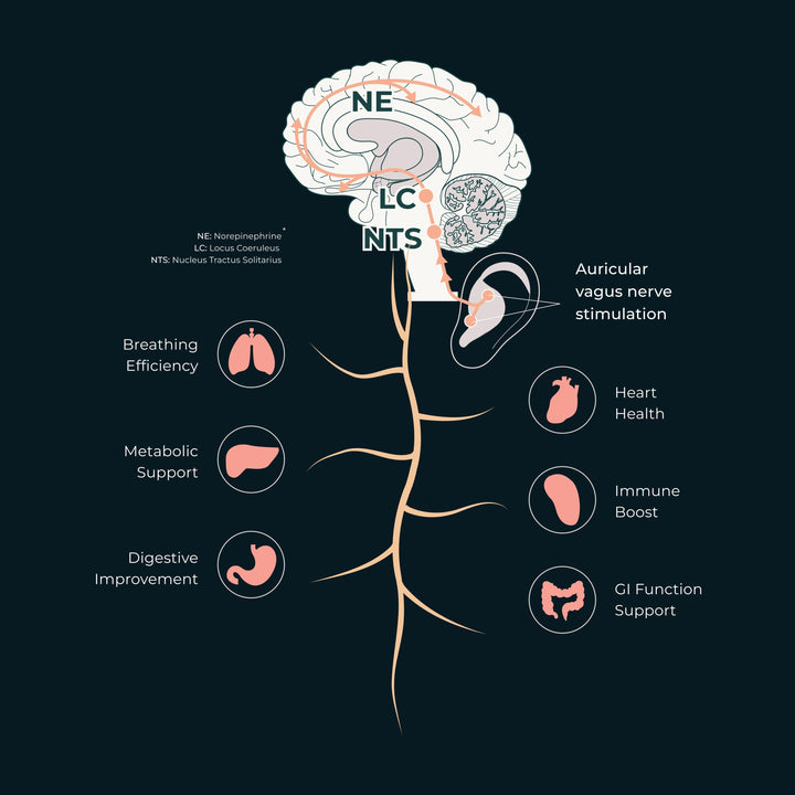 Illustration of the outer ear highlighting the cymba conchae as a target area for auricular vagus nerve stimulation
