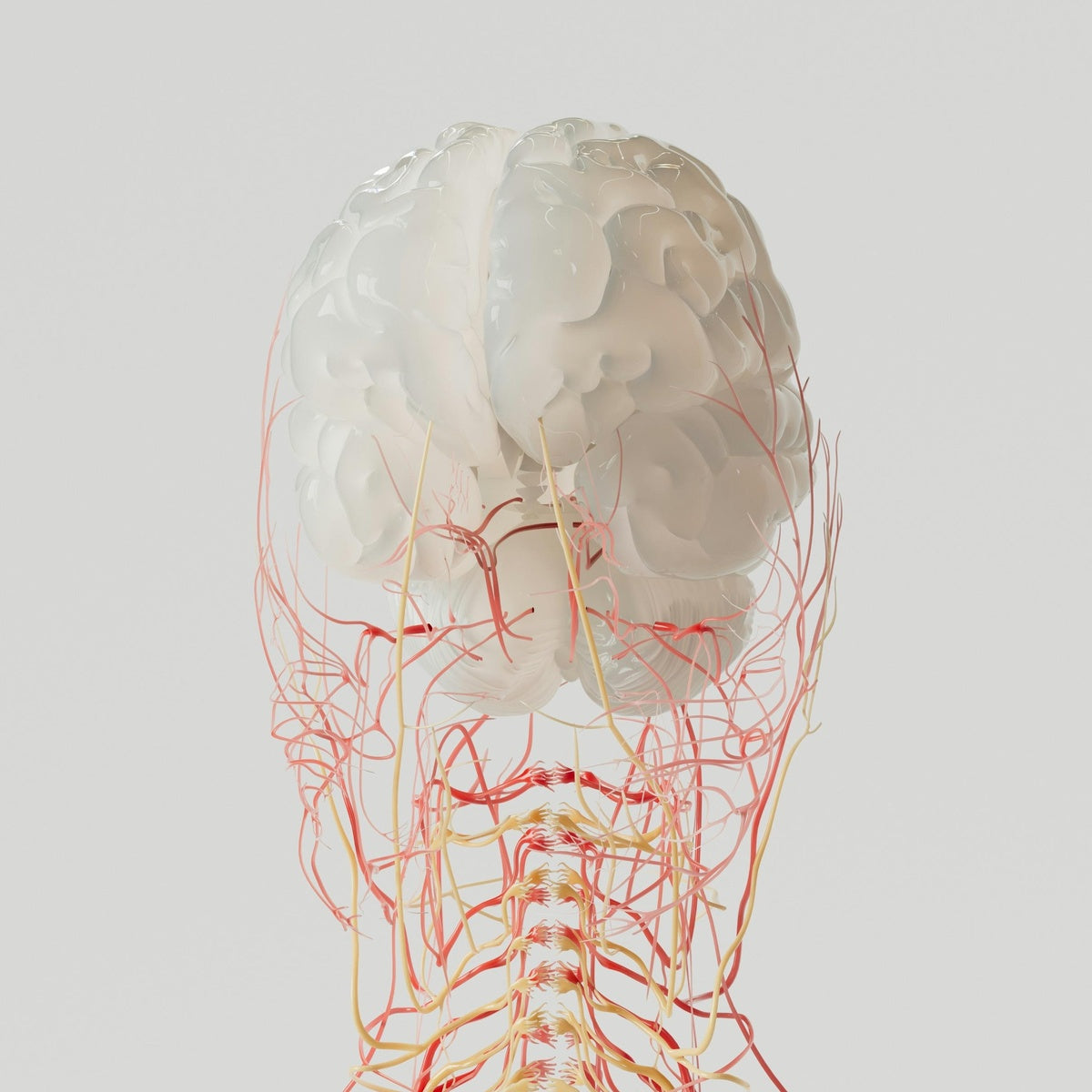 ZenoWell vagus nerve stimulation helps “Rebalance” nervous system: from ANS to Yin–Yang